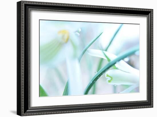 Dewdrops Kissing Snowdrops-Jacob Berghoef-Framed Photographic Print