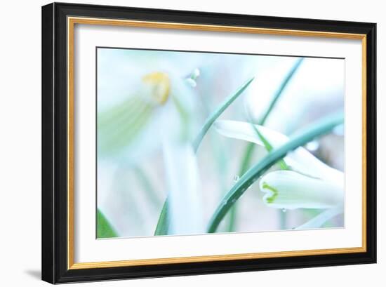 Dewdrops Kissing Snowdrops-Jacob Berghoef-Framed Photographic Print