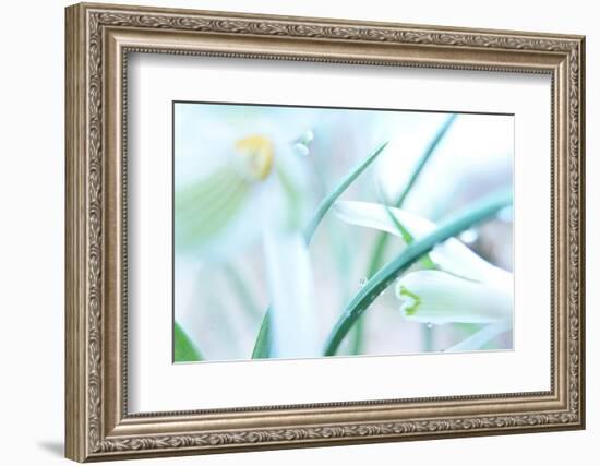 Dewdrops Kissing Snowdrops-Jacob Berghoef-Framed Premium Photographic Print