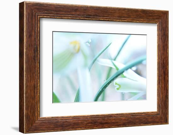 Dewdrops Kissing Snowdrops-Jacob Berghoef-Framed Premium Photographic Print