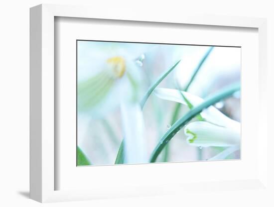 Dewdrops Kissing Snowdrops-Jacob Berghoef-Framed Premium Photographic Print