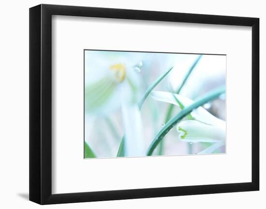 Dewdrops Kissing Snowdrops-Jacob Berghoef-Framed Photographic Print