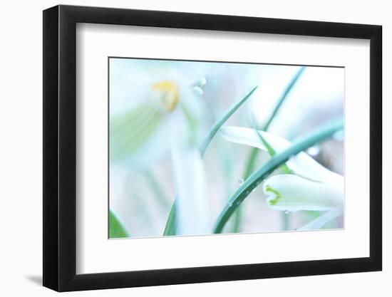 Dewdrops Kissing Snowdrops-Jacob Berghoef-Framed Photographic Print