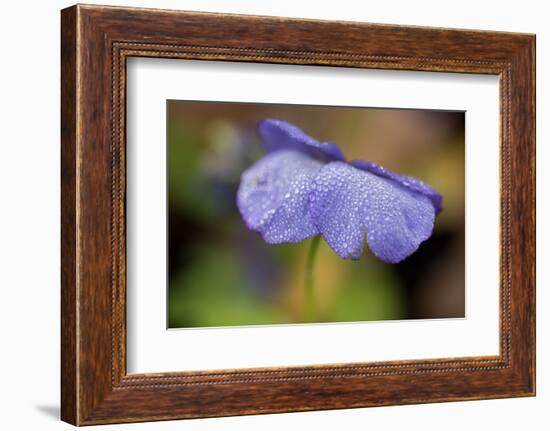 Dewdrops On A Petal Of Pansy-Paivi Vikstrom-Framed Photographic Print