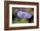 Dewdrops On A Petal Of Pansy-Paivi Vikstrom-Framed Photographic Print