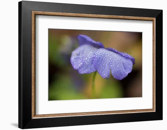 Dewdrops On A Petal Of Pansy-Paivi Vikstrom-Framed Photographic Print