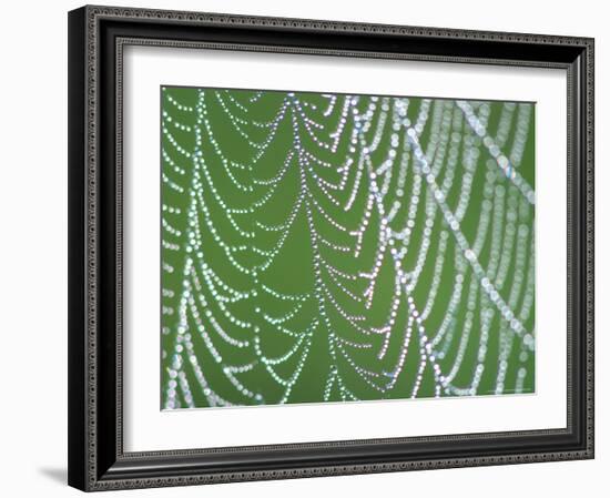 Dewdrops on Spiderweb, Great Smoky Mountains National Park, Tennessee, USA-Rob Tilley-Framed Photographic Print