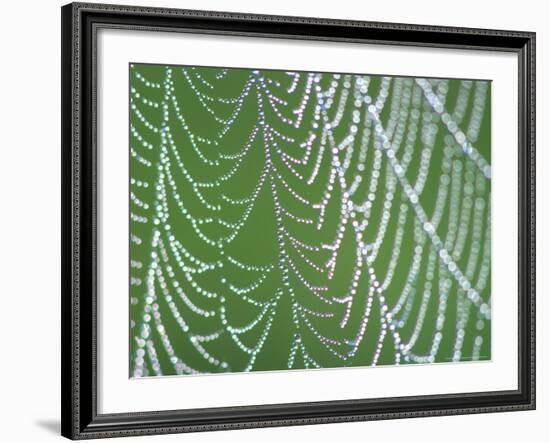 Dewdrops on Spiderweb, Great Smoky Mountains National Park, Tennessee, USA-Rob Tilley-Framed Photographic Print