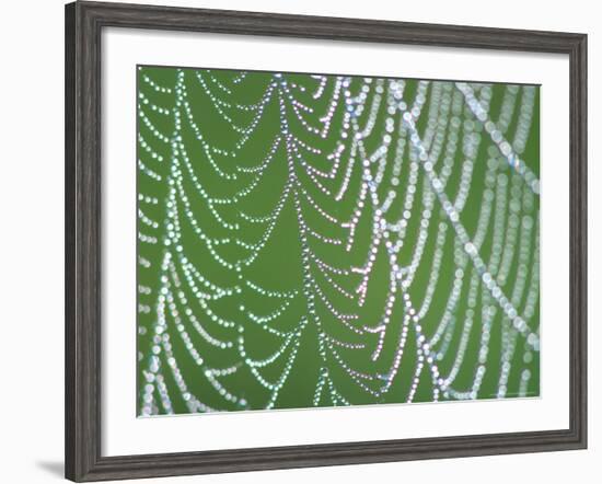 Dewdrops on Spiderweb, Great Smoky Mountains National Park, Tennessee, USA-Rob Tilley-Framed Photographic Print