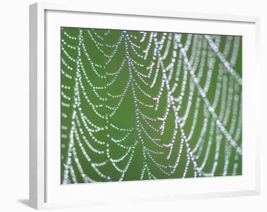 Dewdrops on Spiderweb, Great Smoky Mountains National Park, Tennessee, USA-Rob Tilley-Framed Photographic Print