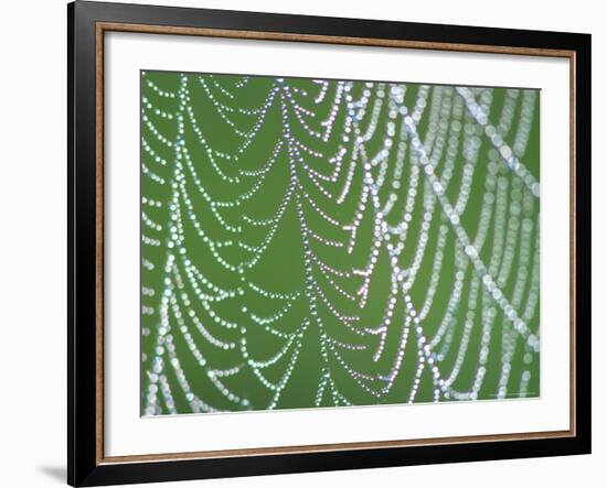 Dewdrops on Spiderweb, Great Smoky Mountains National Park, Tennessee, USA-Rob Tilley-Framed Photographic Print