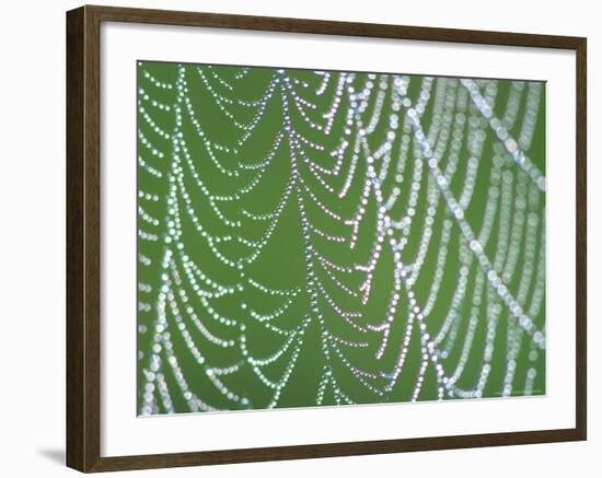 Dewdrops on Spiderweb, Great Smoky Mountains National Park, Tennessee, USA-Rob Tilley-Framed Photographic Print