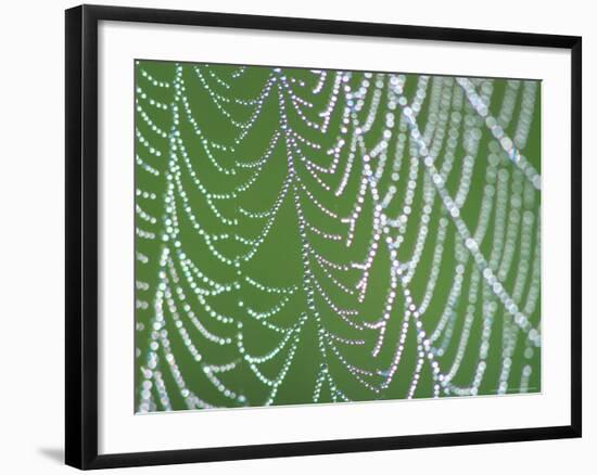 Dewdrops on Spiderweb, Great Smoky Mountains National Park, Tennessee, USA-Rob Tilley-Framed Photographic Print