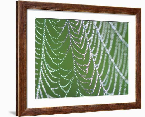 Dewdrops on Spiderweb, Great Smoky Mountains National Park, Tennessee, USA-Rob Tilley-Framed Photographic Print