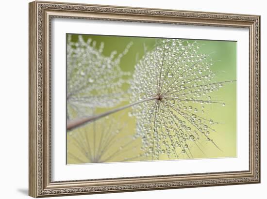 Dewy Dandelion-Cora Niele-Framed Photographic Print