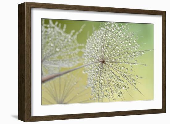 Dewy Dandelion-Cora Niele-Framed Photographic Print