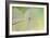 Dewy Dandelion-Cora Niele-Framed Photographic Print