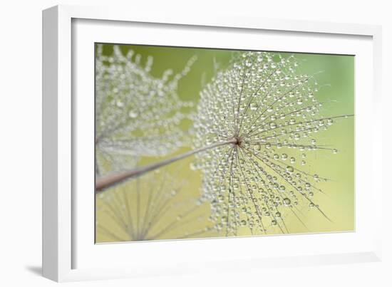 Dewy Dandelion-Cora Niele-Framed Photographic Print