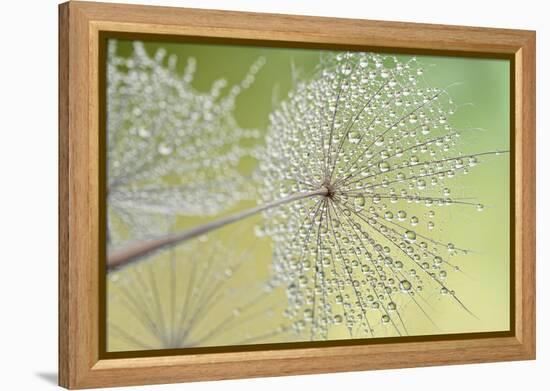 Dewy Dandelion-Cora Niele-Framed Premier Image Canvas