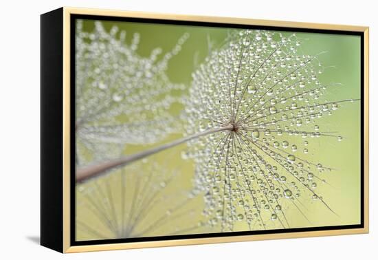 Dewy Dandelion-Cora Niele-Framed Premier Image Canvas