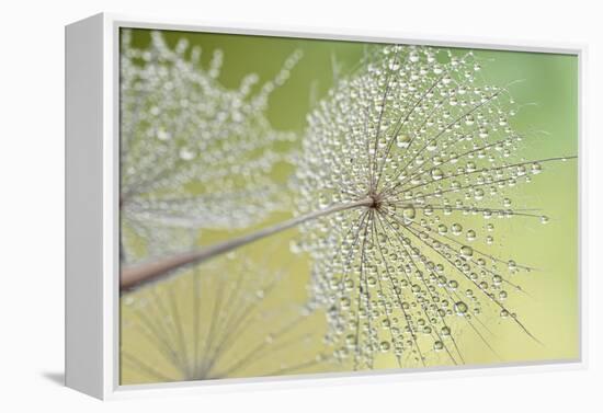 Dewy Dandelion-Cora Niele-Framed Premier Image Canvas