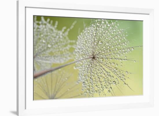 Dewy Dandelion-Cora Niele-Framed Photographic Print