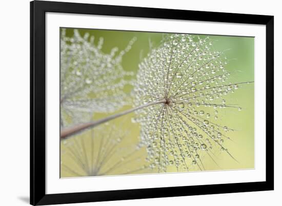 Dewy Dandelion-Cora Niele-Framed Photographic Print