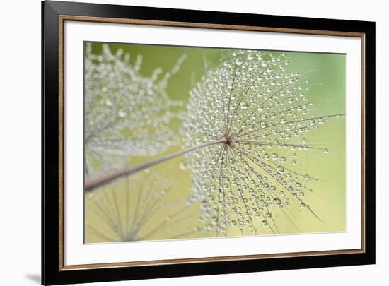Dewy Dandelion-Cora Niele-Framed Photographic Print