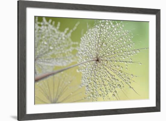 Dewy Dandelion-Cora Niele-Framed Photographic Print