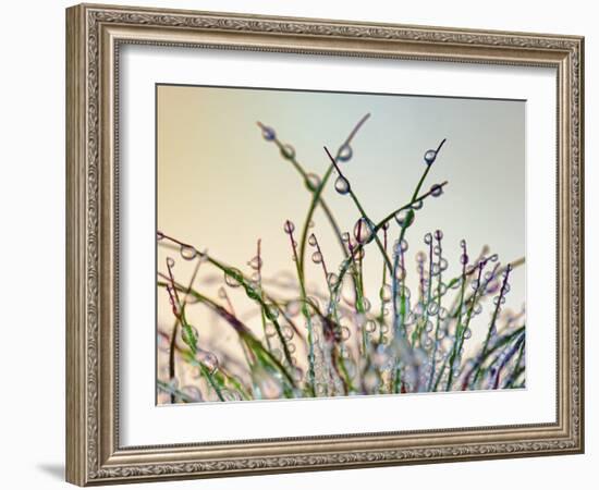 Dewy Grass-Cora Niele-Framed Photographic Print