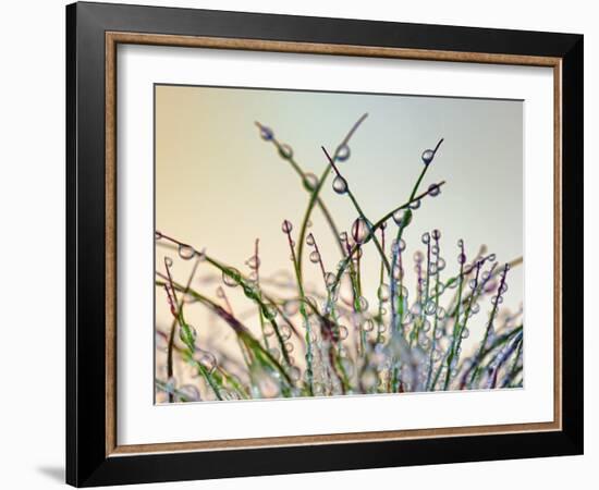 Dewy Grass-Cora Niele-Framed Photographic Print