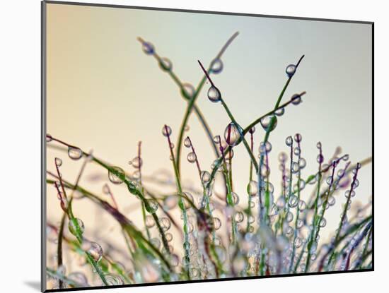 Dewy Grass-Cora Niele-Mounted Photographic Print