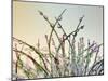 Dewy Grass-Cora Niele-Mounted Photographic Print