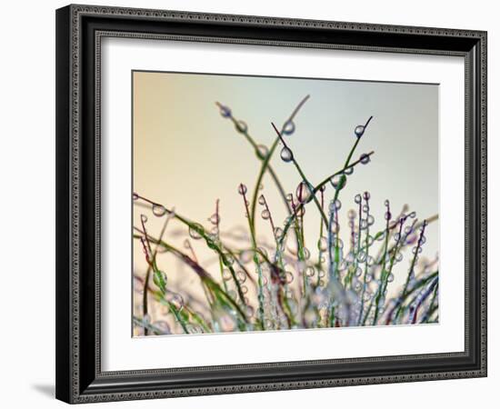 Dewy Grass-Cora Niele-Framed Photographic Print