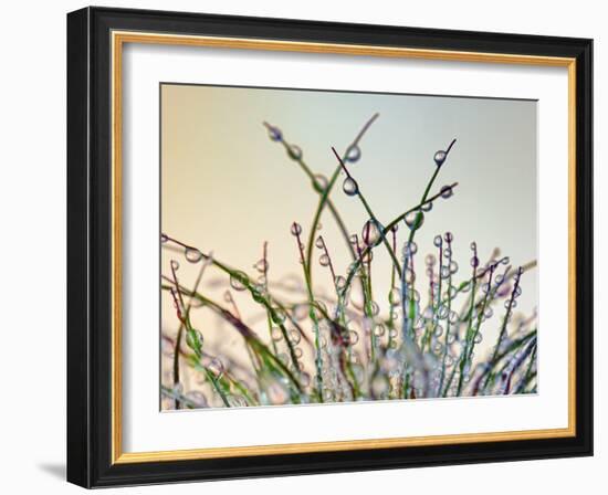 Dewy Grass-Cora Niele-Framed Photographic Print