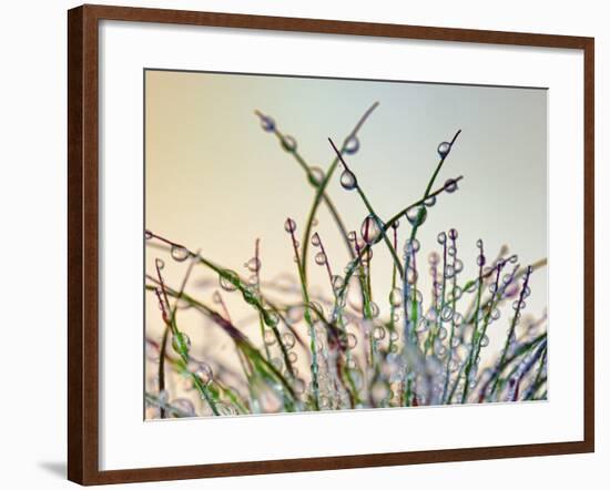 Dewy Grass-Cora Niele-Framed Photographic Print