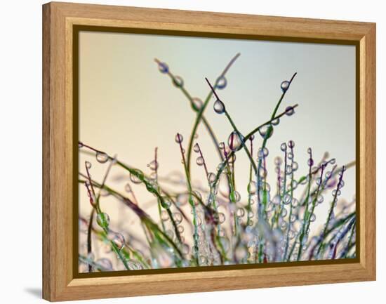 Dewy Grass-Cora Niele-Framed Premier Image Canvas