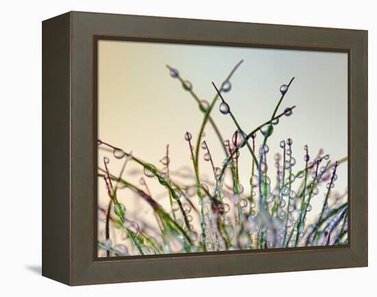 Dewy Grass-Cora Niele-Framed Premier Image Canvas