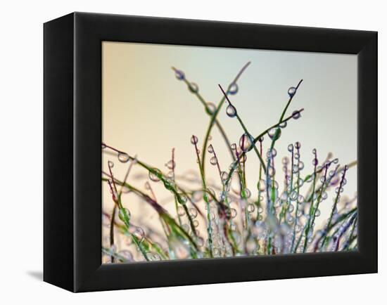 Dewy Grass-Cora Niele-Framed Premier Image Canvas