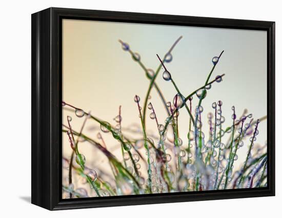 Dewy Grass-Cora Niele-Framed Premier Image Canvas