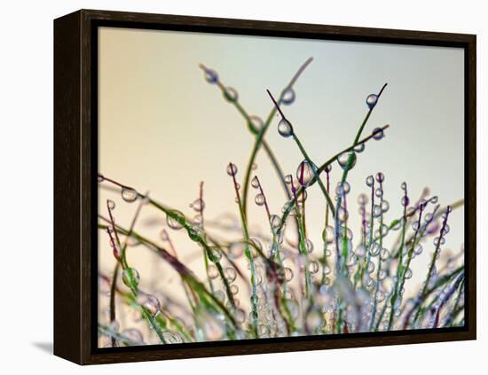 Dewy Grass-Cora Niele-Framed Premier Image Canvas