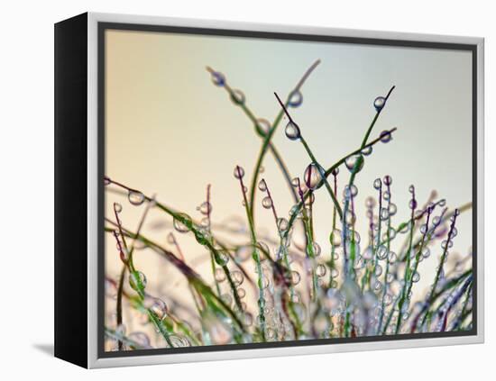 Dewy Grass-Cora Niele-Framed Premier Image Canvas