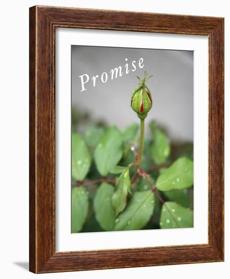 Dewy Rosebud-Nicole Katano-Framed Photo