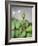 Dewy Rosebud-Nicole Katano-Framed Photo