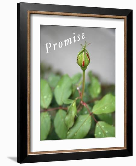 Dewy Rosebud-Nicole Katano-Framed Photo