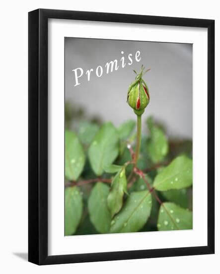 Dewy Rosebud-Nicole Katano-Framed Photo