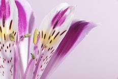Macro Shot Flower Blossom-Deyan Georgiev-Framed Photographic Print