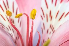 Macro Shot Flower Blossom-Deyan Georgiev-Photographic Print