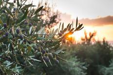 Olive Trees on Sunset. Sun Rays-Deyan Georgiev-Photographic Print