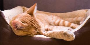 Sleeping Orange Cat in Cat Bed-Deyan Georgiev-Photographic Print